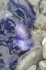 Stranded Jellyfish