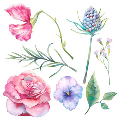 Hand painted floral elements set. Watercolor botanical illustration of garden and field flowers and leaves. Natural objects isolated on white background