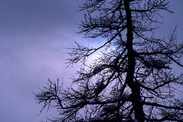 Alpe Davero, tree in the snow