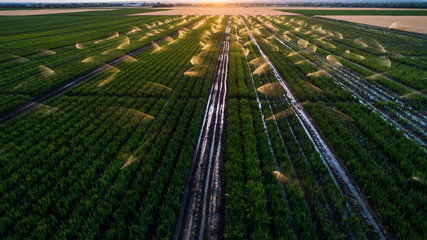 Irrigation at a field in the sunset, aerial view