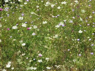 wildblumen