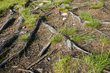 Fototapeta premium tree roots and grass in a forest