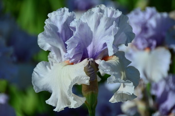 Portrait of blooming blue iris flower in the garden 
