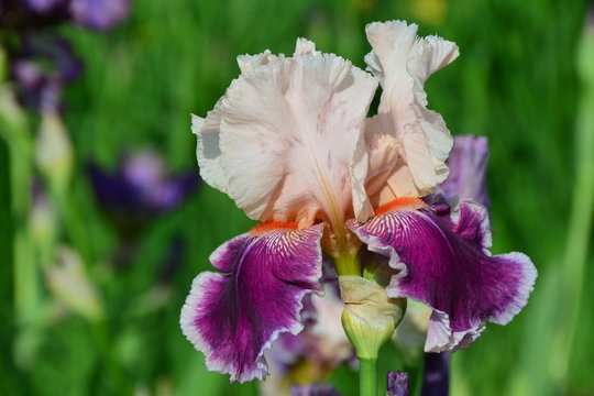 Colorful blooming iris flower in summer
