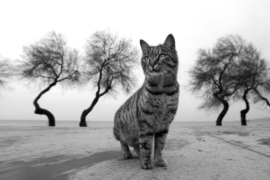 georgous Cat front of tree