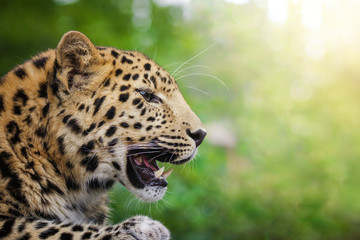 Amur leopard in sunlight