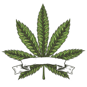 Cannabis leaf vector illustration.
