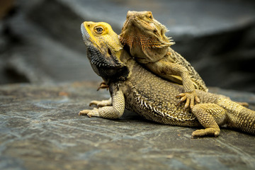 Lizards