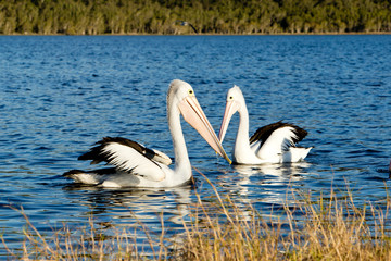Two Pelicans swimming on lake