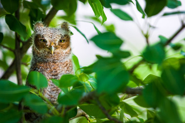 Looking Baby Screech Owl