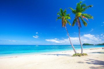 tropical beach with coconut palm