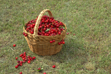 Fototapeta na wymiar Red sweet cherry in a brown wicker basket