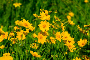 Glade with yellow flowers for background