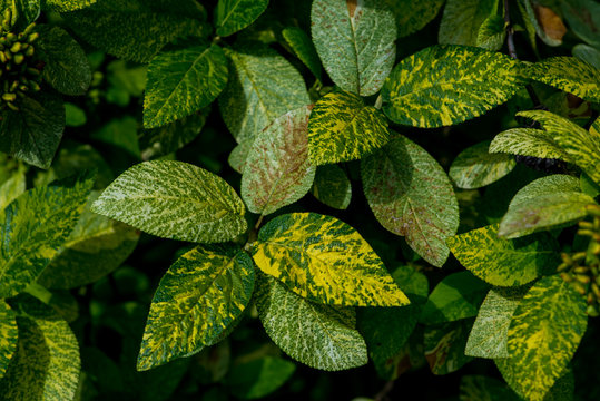 Fototapeta Foliage of tropical plant for background