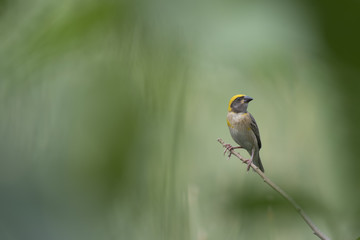 Baya Weaver