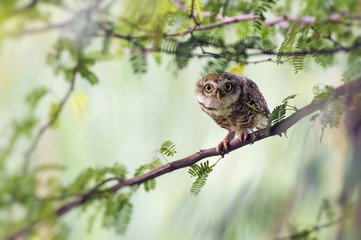 Spotted Owlet