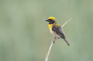 Baya Weaver