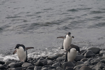 Fototapeta premium Adelie Penguins on Paulet Island