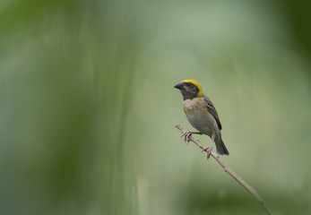 Baya Weaver