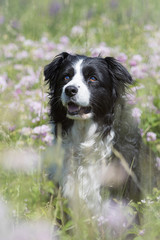 Naklejka na ściany i meble Border Collie Hund in einer Blumenwiese