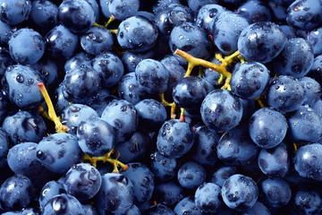 Grape background. Grape with drops. Macro. Food background. Dark grape. Blue grape. Wine grape.
