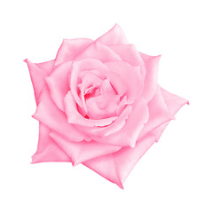 pink rose isolated on white  background