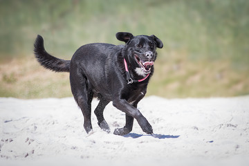 Labrador Mischling hat Spa&szlig;