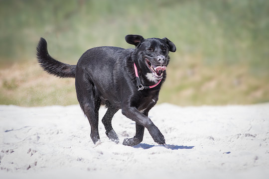 Labrador Mischling hat Spa&szlig;