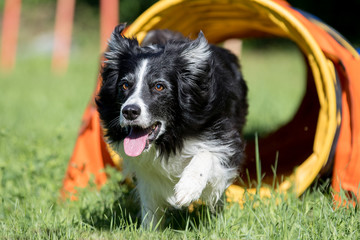 Border Collie beim Agility