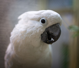 Portrait of a white parrot