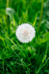 Dandelion clock