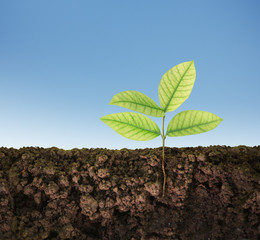 green plant tree growing