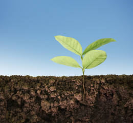 green plant tree growing