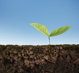green plant tree growing