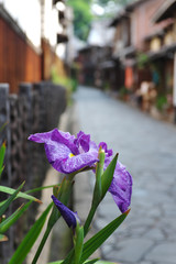 鞆の浦　花菖蒲
