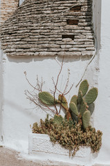 Barbary fig