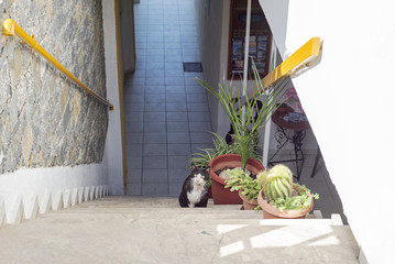 Frightened black white cat standing down stairs in Elounda, Crete, Greece