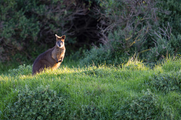 Wallaby surprised in the grass on Phillip Island in Australia