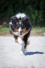 Australian Shepherd Hund im Sommer