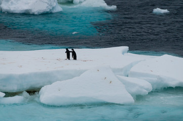 Adelie Penguins on an ice shelf in the Weddell Sea