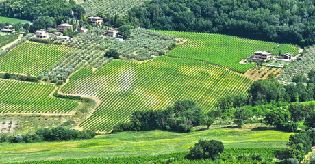 Fototapeta na wymiar Vineyards near the city of Montepulciano, Tuscany, Italy