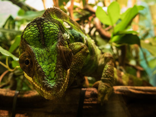 chameleon on a branch in the forest