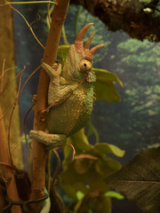 chameleon on a branch in the forest