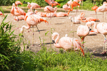 Group of Pink flamingos
