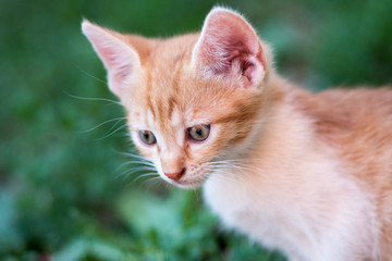 domestic cute yellow kitten in the grass, closeup