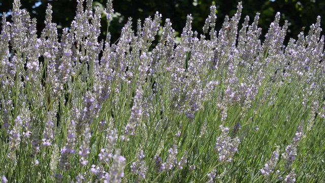 Lavandula Lavande Lavender Lavanda جنس 라벤더 Lavendel Gattung Նարդոս ضرم video Levandule אזוביון Lofnarbl&oacute;m Lawenda 薰衣草 Levendula n&ouml;v&eacute;nynemzets&eacute;g Лаванда Lavanta 