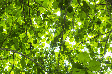 Obraz premium 熱帯植物