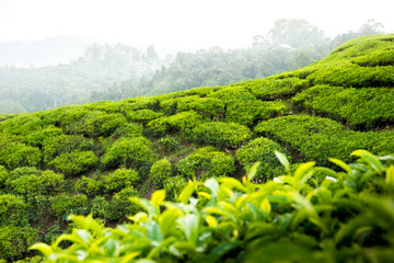 Obraz premium list of tea plantation in sri lanka malaysia india cameron highlands
