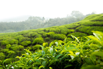 list of tea plantation in sri lanka malaysia india cameron highlands
