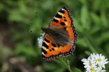 butterfly urticaria close-up in a natural environment